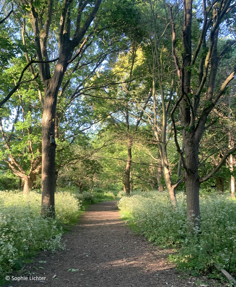 south norwood lake and grounds